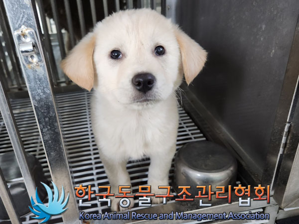종료(반환) 믹스견…